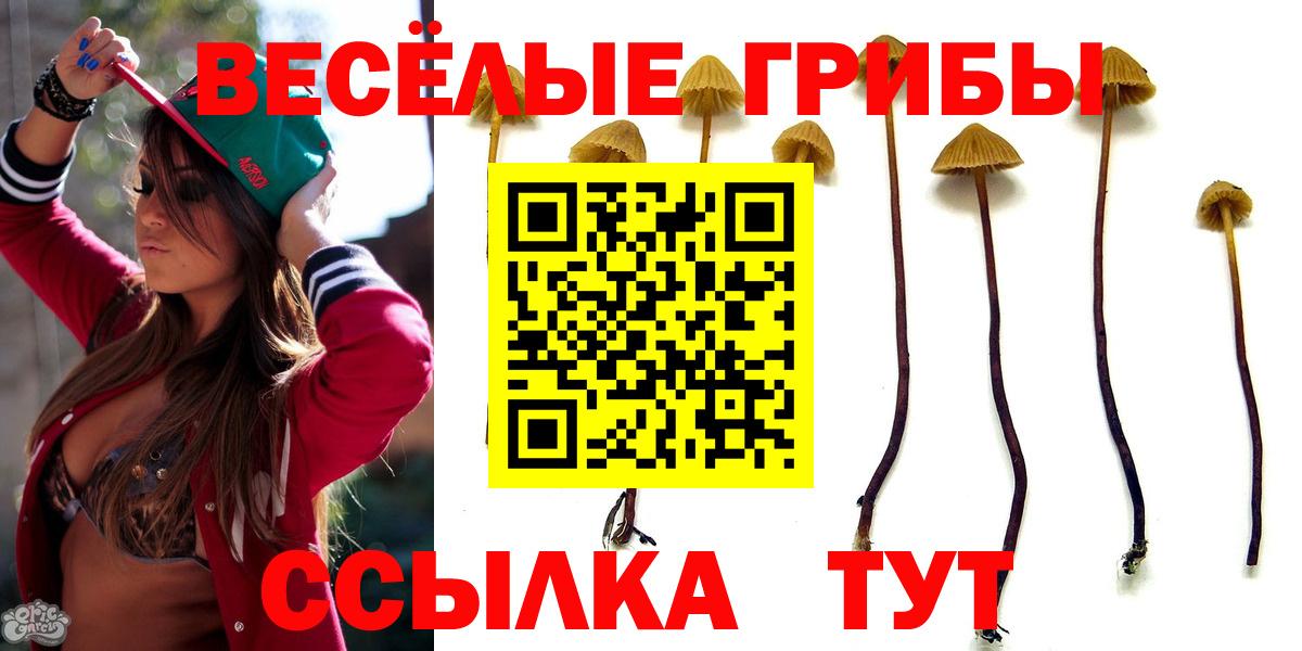 Псилоцибиновые грибы Psilocybe Новоуральск